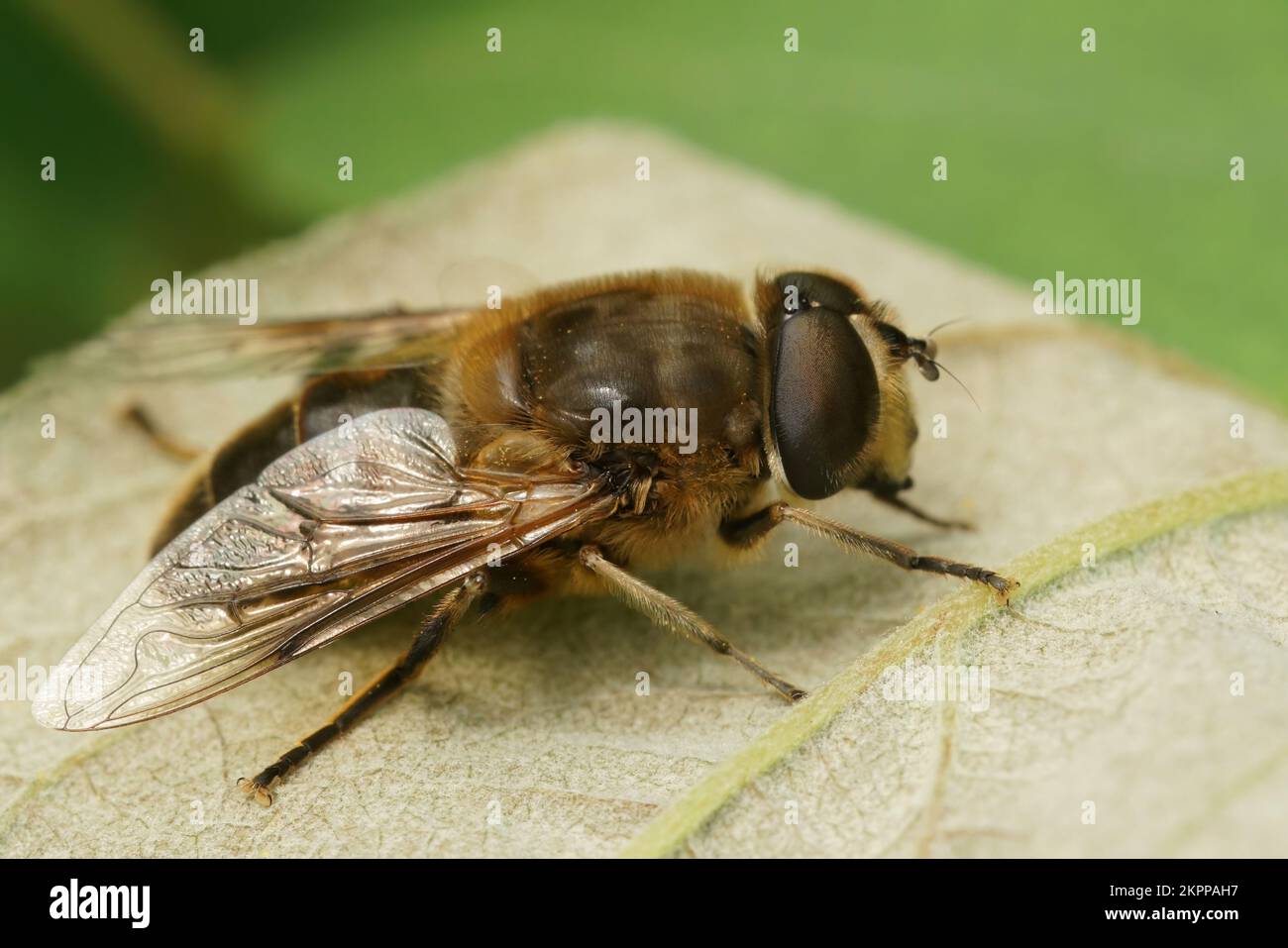 Natürliche Nahaufnahme auf einer Glasflügelfliege, Eristalis similis auf einem Blatt Stockfoto