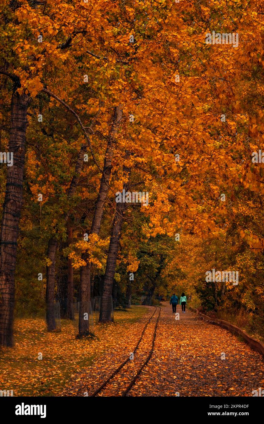 Wandern Sie durch Einen üppigen Herbstpark mit Bäumen Stockfoto