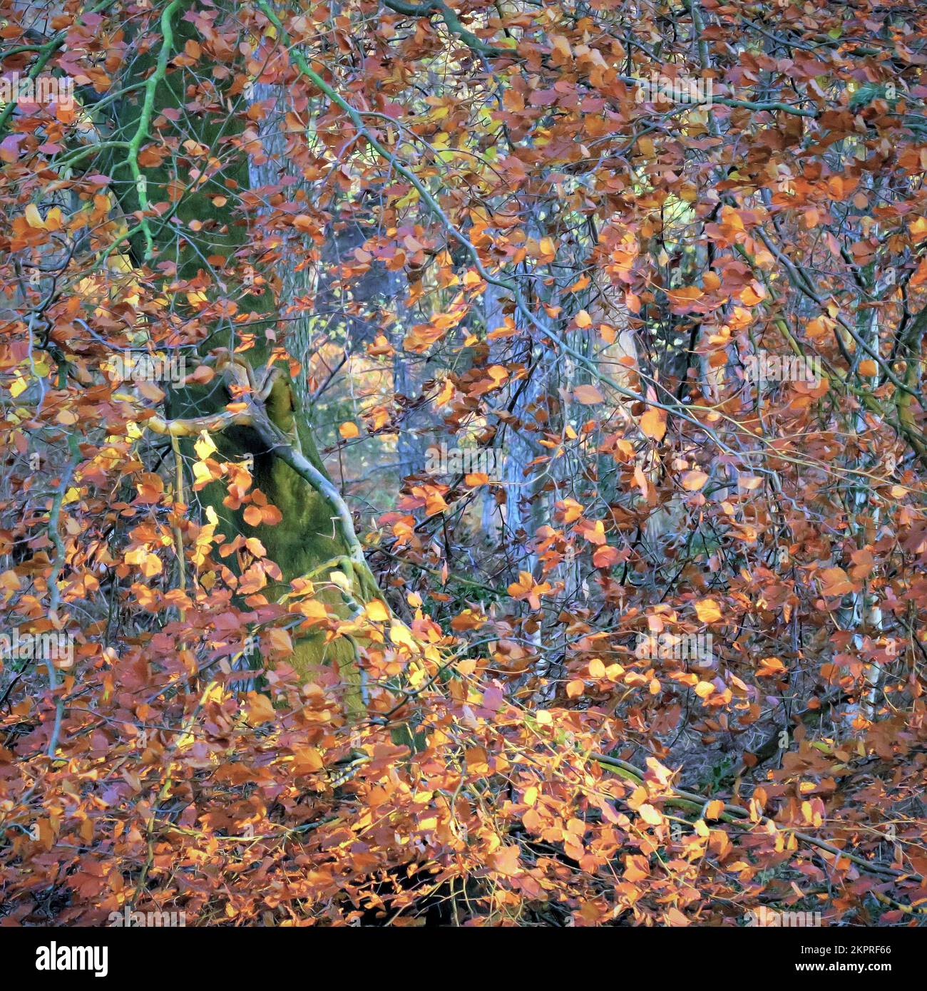 Im Spätherbst-Frühwinter auf Cannock Chase AONB (Gebiet von außergewöhnlicher natürlicher Schönheit) in Staffordshire England, Großbritannien, klammert sich starker Frost an Bäumen Stockfoto