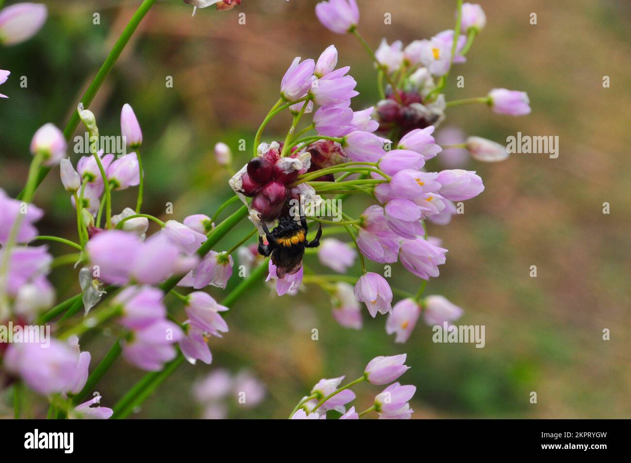 Eine feuchte Biene auf den Luftbullen einer Rosy Knoblauchblume „Allium roseum“ im Regen auf St. Marys, Isles of Scilly, Cornwall, England, Großbritannien. Stockfoto