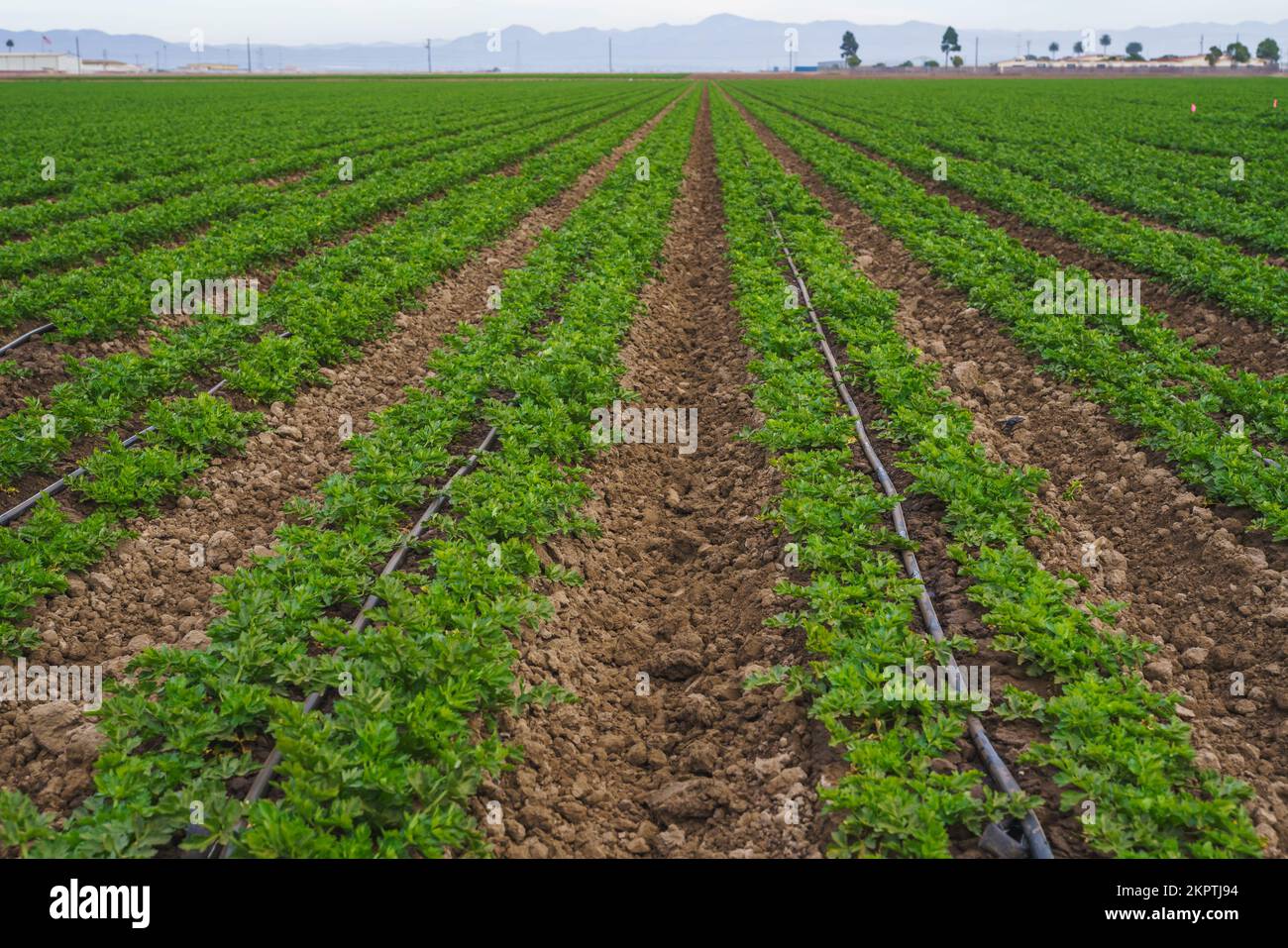 Ackerland mit Jungpflanzen in Reihen. Selleriefeld und Bewässerungssystem. Santa Barbara County, Kalifornien Stockfoto