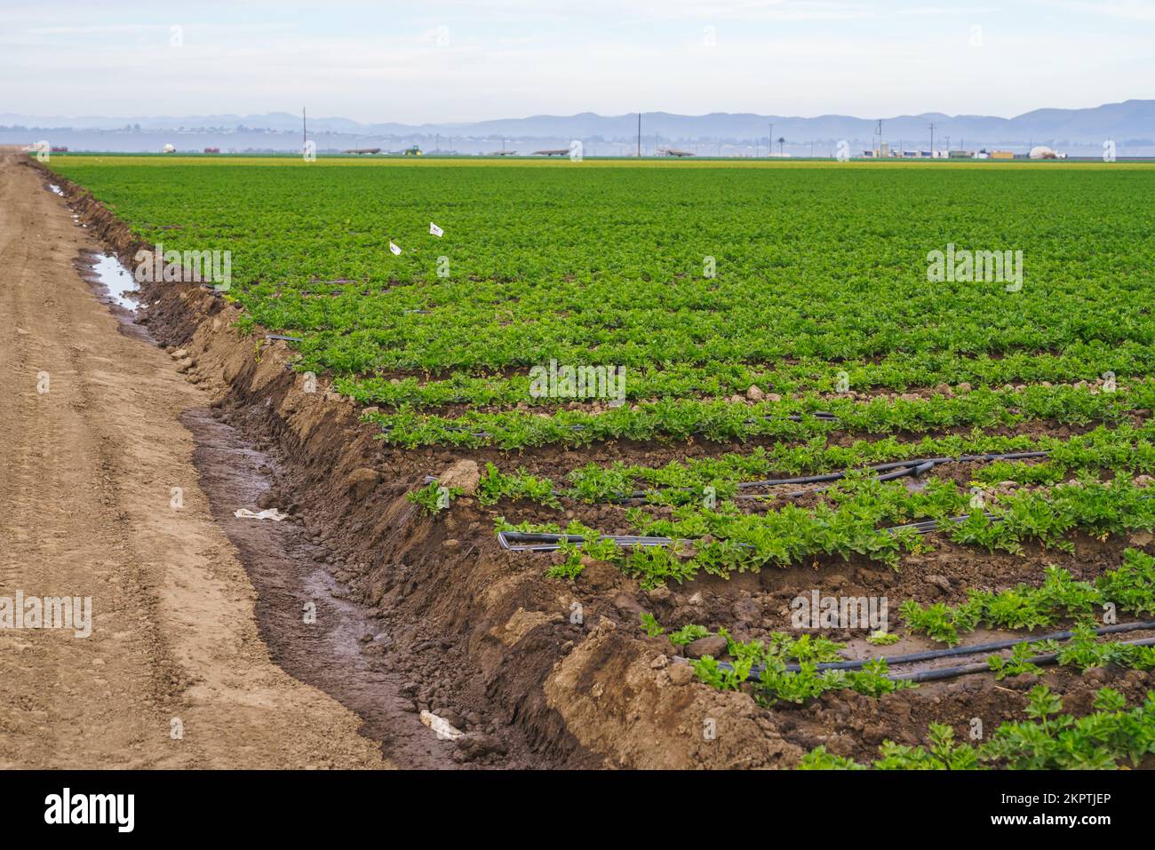 Ackerland mit Jungpflanzen in Reihen, Aussaat. Selleriefeld und Bewässerungssystem Stockfoto