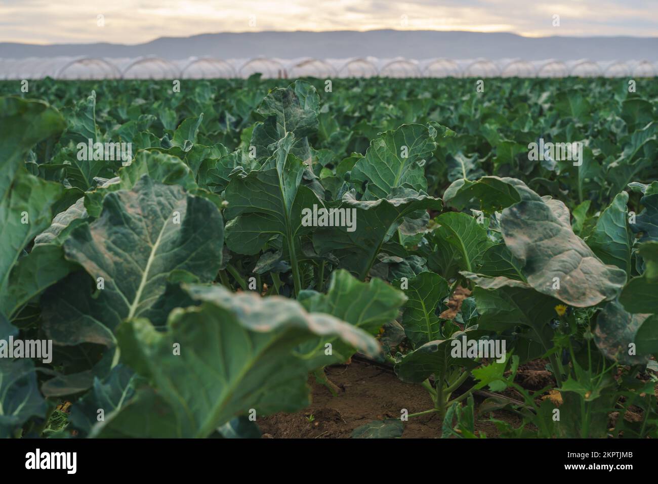 Landwirtschaftliche Feld von Kohlpflanzen. Junger Grünkohl in einer Reihe, Santa Barbara County, Kalifornien Stockfoto