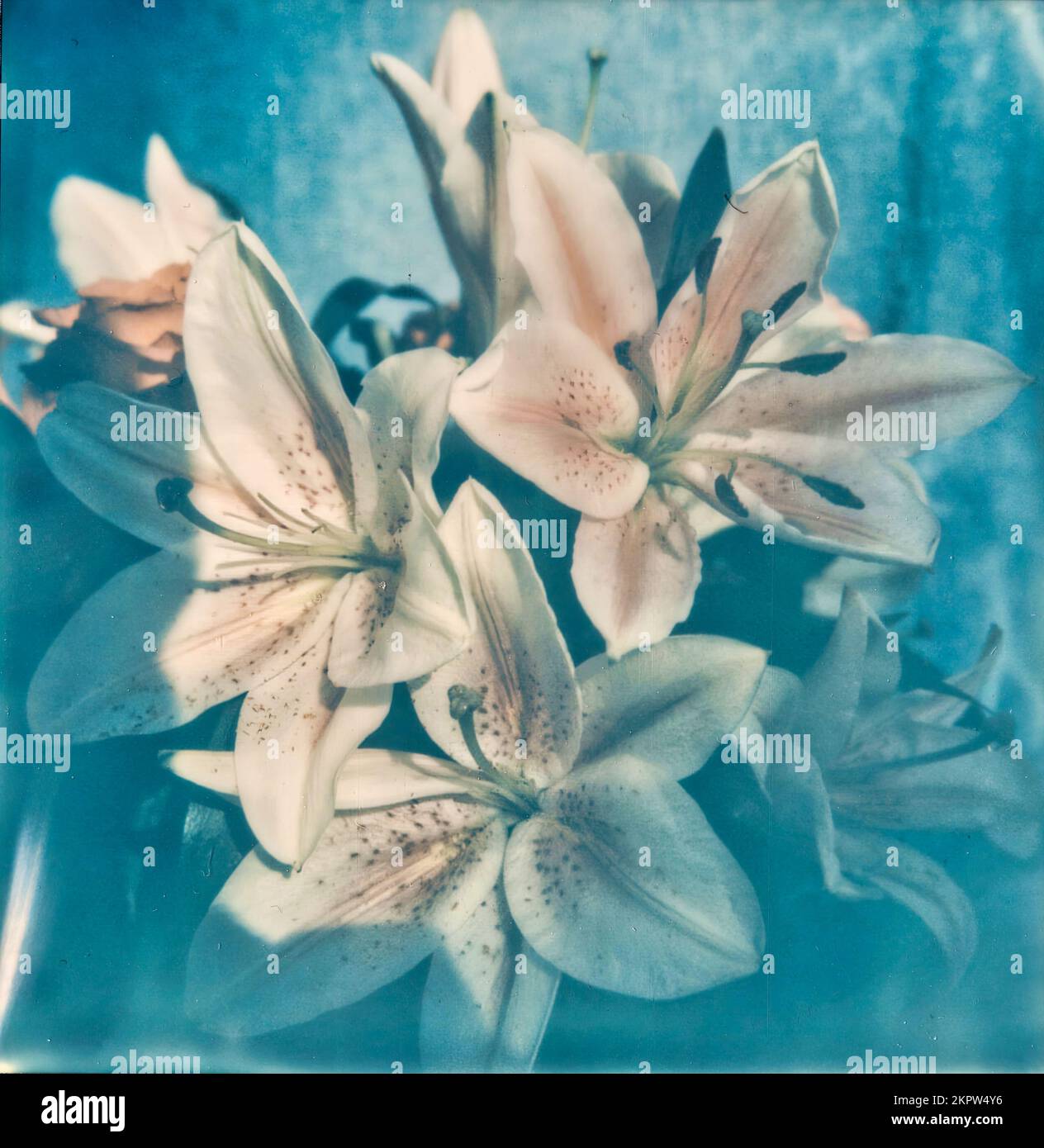Vintage-Foto von Gartenblumen im Innenbereich. Ein Strauß blauer Blumen. Bild herunterladen Stockfoto