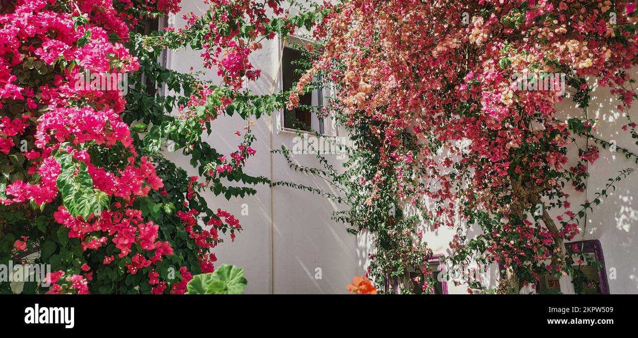 Schöne rosa Rose auf dem weißen Haus. Fenster mit alten klassischen weißen Steinmauern Griechenlands oder der Türkei Stockfoto
