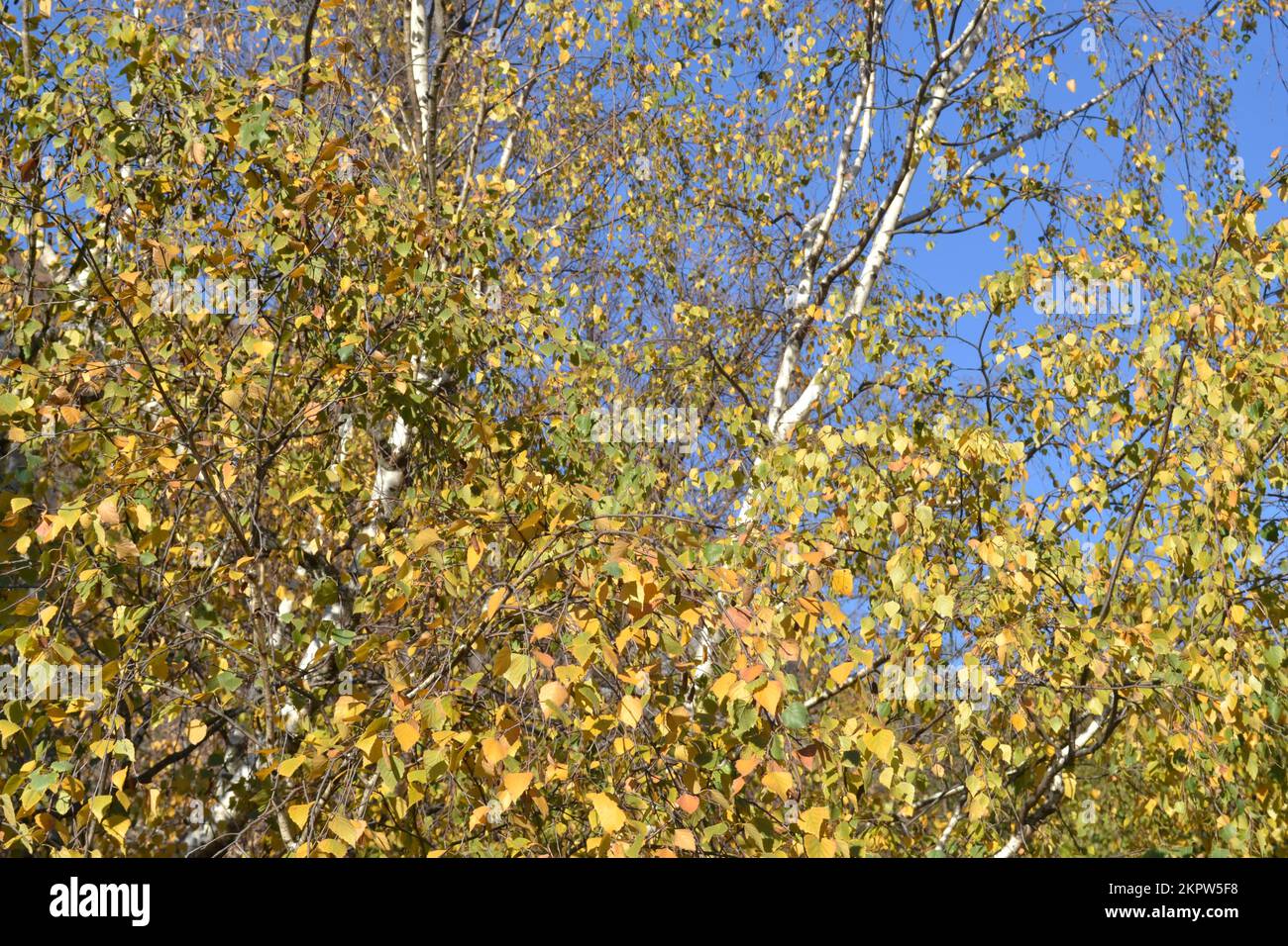 Gelbe Blätter von weißen Birken, hell beleuchtet an einem sonnigen Tag auf blauem Himmelshintergrund. Schönheit in der Natur. Herbstfarben. Stockfoto