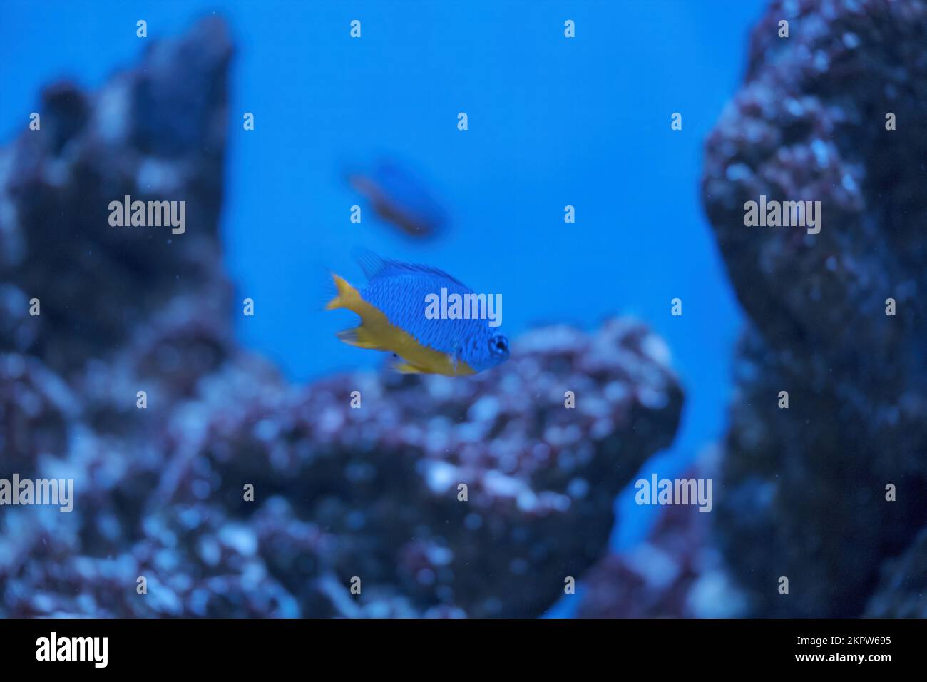 Azur Damselfisch, Chrysiptera hemicyanea, Schwimmen in einem Riff-Becken mit verschwommenem Hintergrund. Bild herunterladen Stockfoto