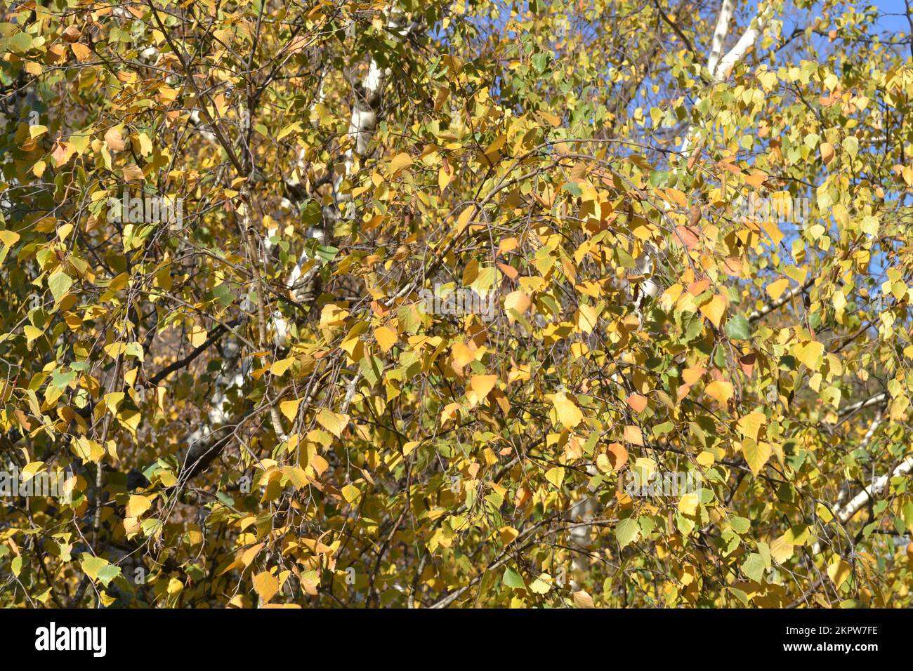 Gelbe Blätter von weißen Birken, hell beleuchtet an einem sonnigen Tag auf blauem Himmelshintergrund. Schönheit in der Natur. Herbstfarben. Stockfoto