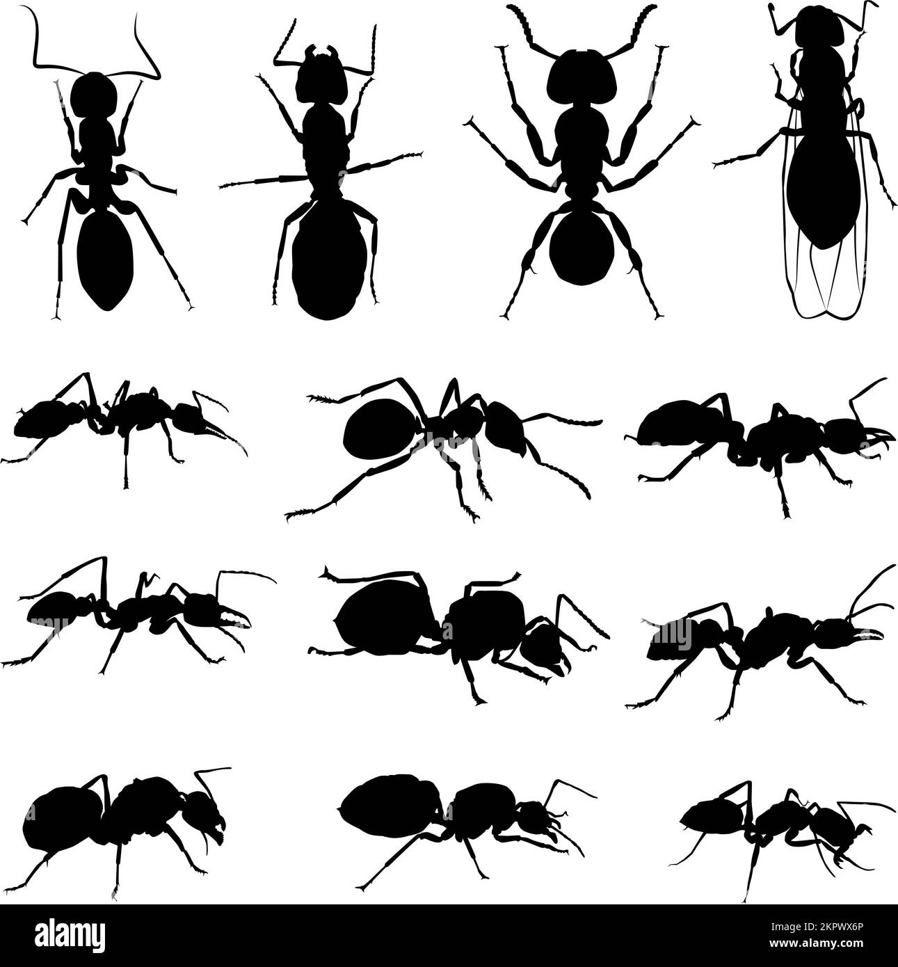 Silhouetten verschiedener Ameisenarten, Silhouetten von Ameisen. Dreizehn Ameisensilhouetten Stock Vektor