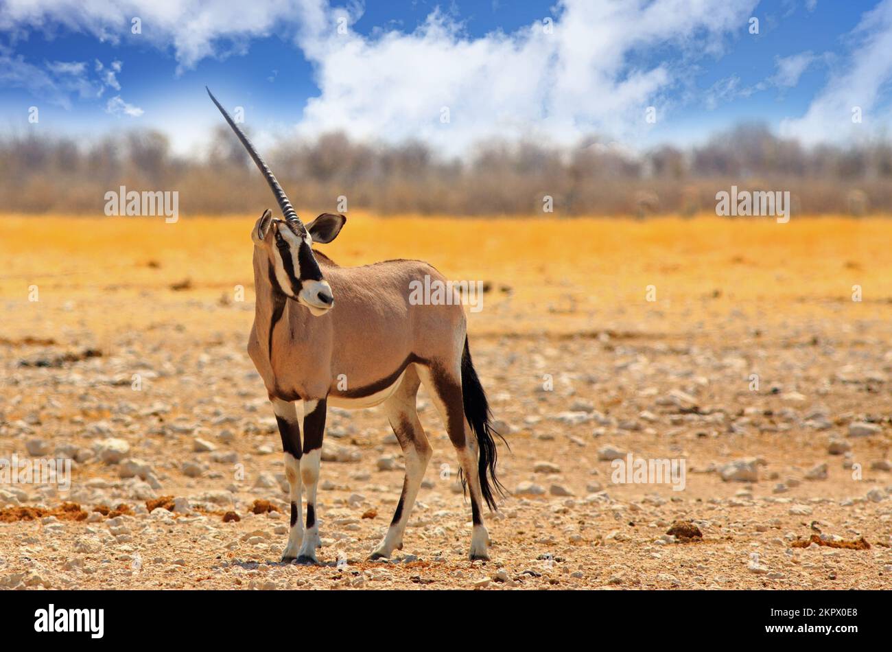 Isolierter One Horned Gemsbok Oryx, der auf trockenen, staubigen afrikanischen Ebenen steht Stockfoto