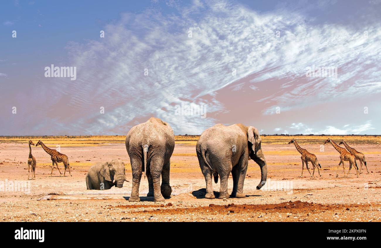 Malerischer Panoramablick auf die afrikanischen Ebenen im Etosha-Nationalpark, mit drei Elefanten und einer Reise von fünf Giraffen, die über den weiten offenen Park wandern Stockfoto