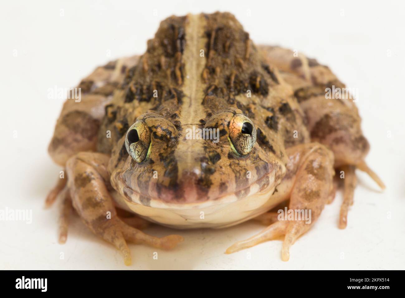 Krabben fressender Frosch oder Mangrovenfrosch Fejervarya cancrivora, isoliert auf weißem Hintergrund Stockfoto