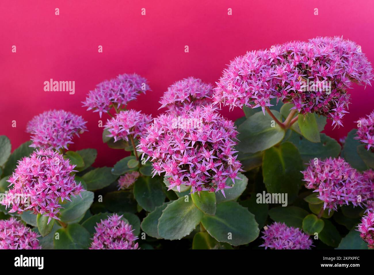 Die Sedum Herbstfreudigkeit mit rosa Blumen auf einem einfarbigen pinken Hintergrund Stockfoto