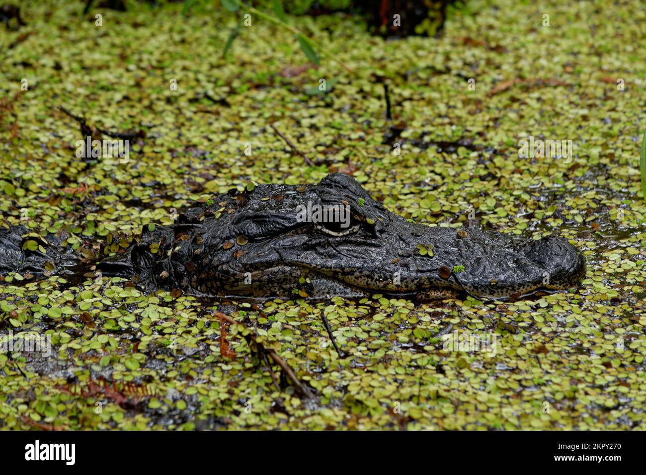 Amerikanischer Alligator im Wasser Stockfoto