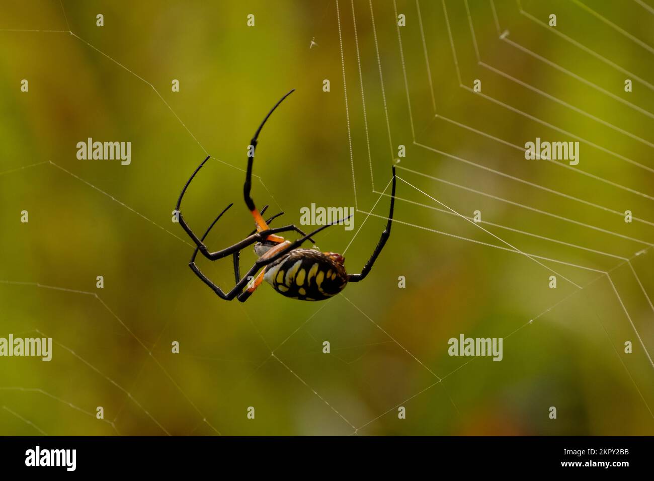 Schwarze und gelbe Bananenspinne Stockfoto