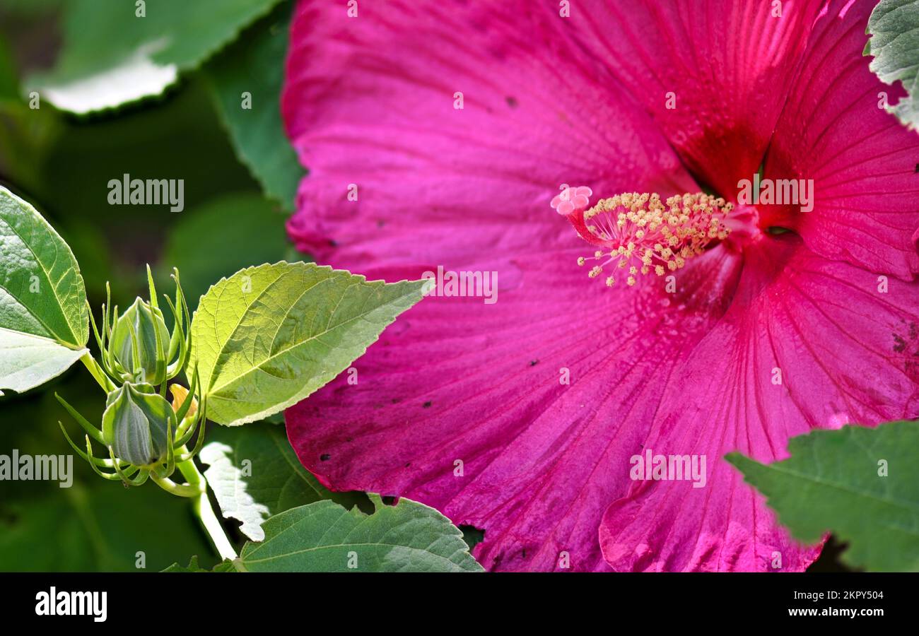 Riesige rosafarbene Hibiskusblume in den Botanischen Gärten in New Mexico Stockfoto