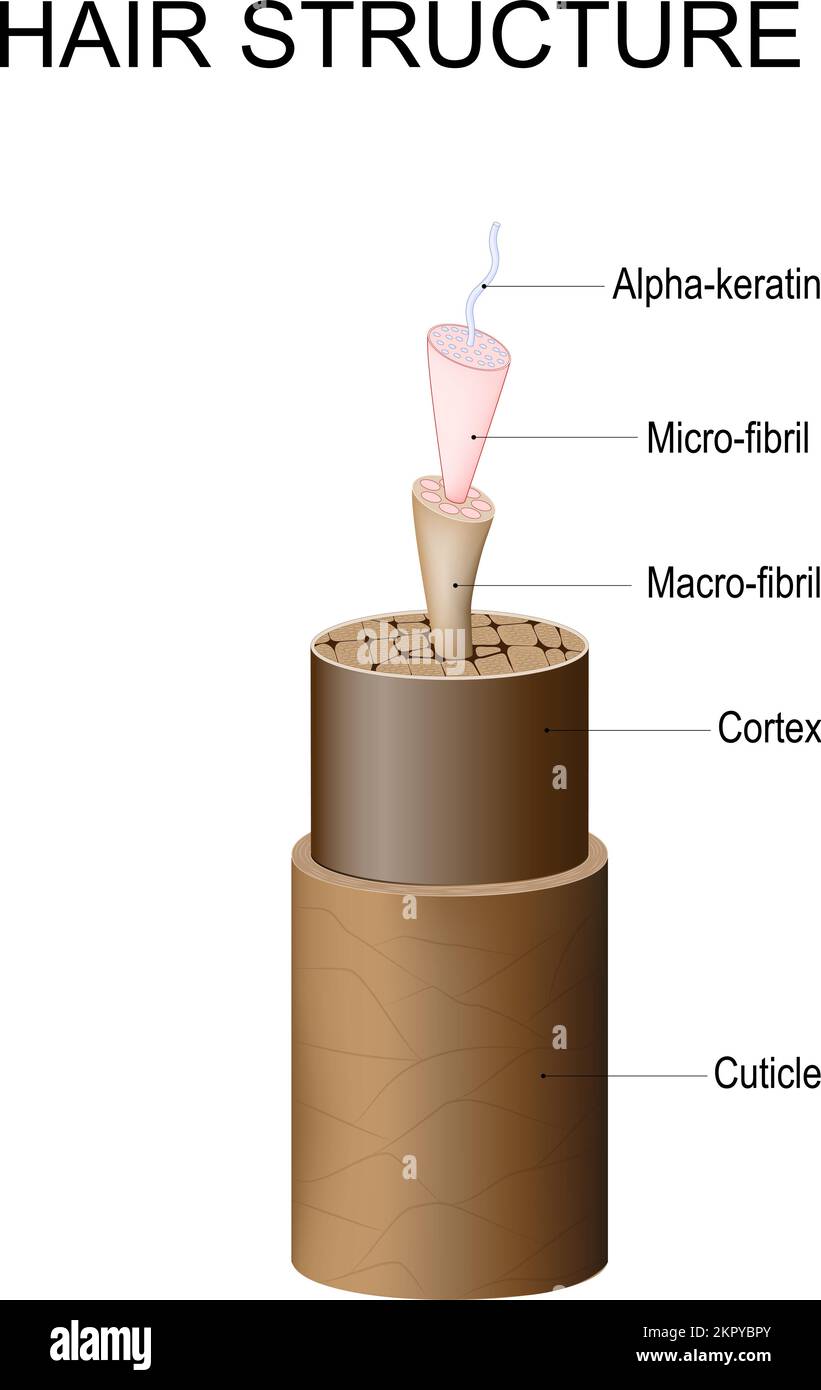 Haarstruktur von Cuticula und Cortex zu Mikrofibrillen, Makrofibrillen und Alpha-Keratin. Anatomie des Haarschaftes. Haarpflege. Vektorposter Stock Vektor