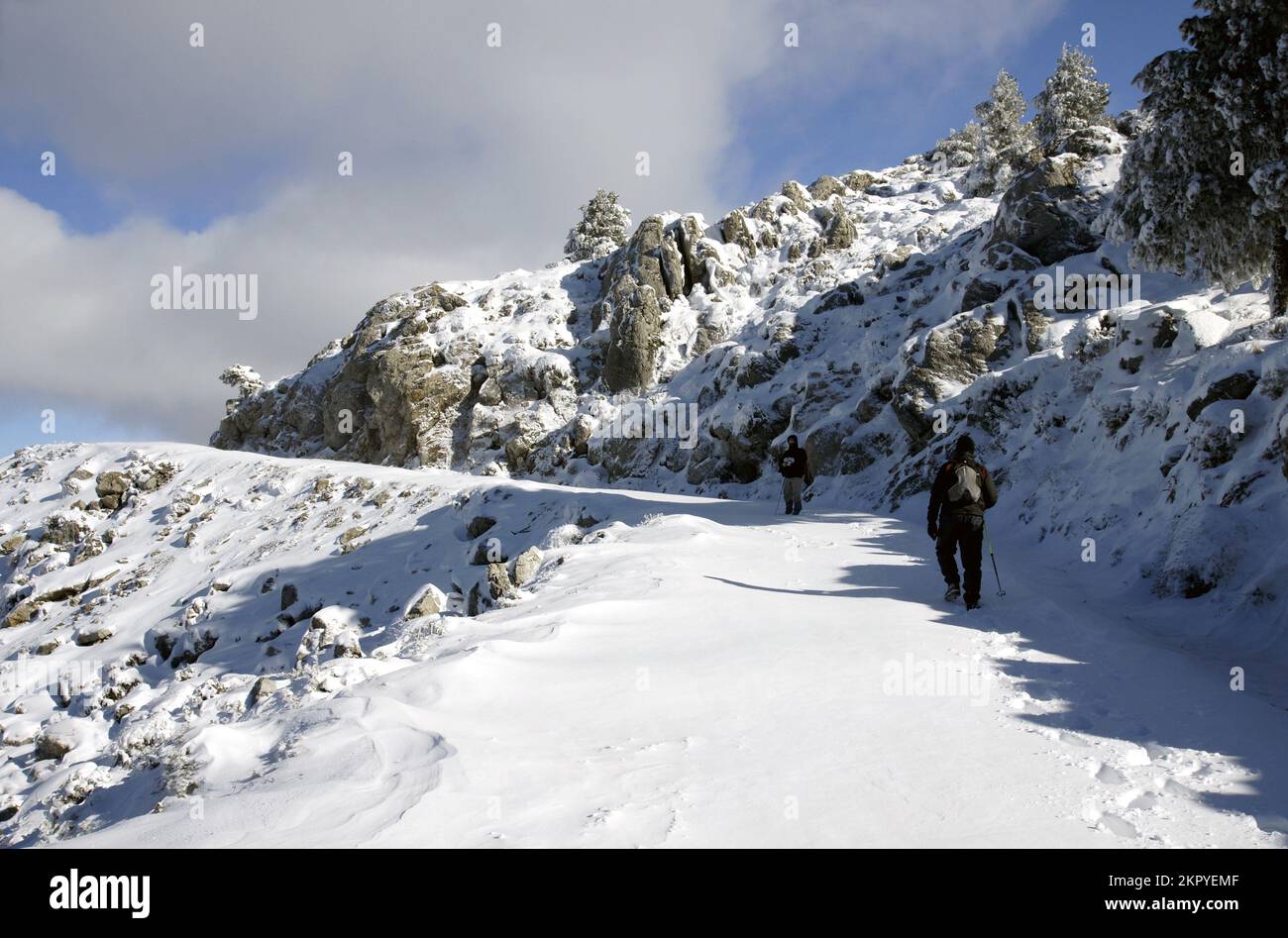parque nacional sierra de las nieves, senderismo invierno, Schneeberge Winter Montaña Nieve Snowy Tree Natural Park andalusien, excursión, montañismo Stockfoto