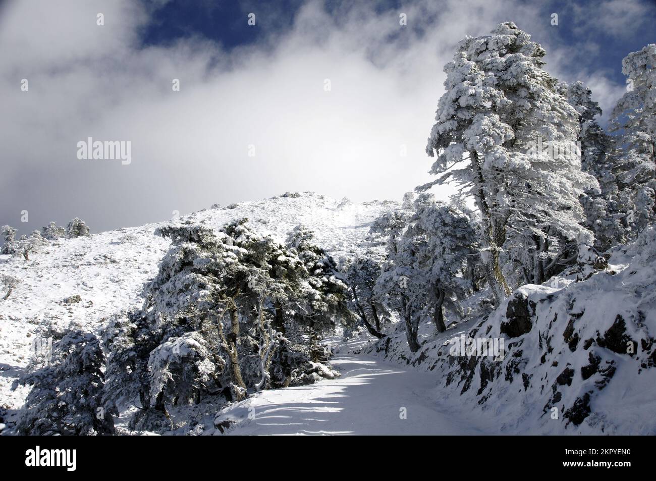 parque nacional sierra de las nieves, senderismo invierno, Schneeberge Winter Montaña Nieve Snowy Tree Natural Park andalusien Stockfoto