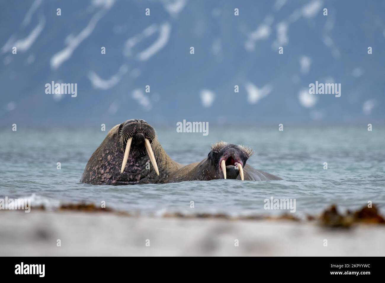 Zwei Walrusse im Nordpolarmeer, Smeerenburg, Svalbard, Königreich Norwegen Stockfoto