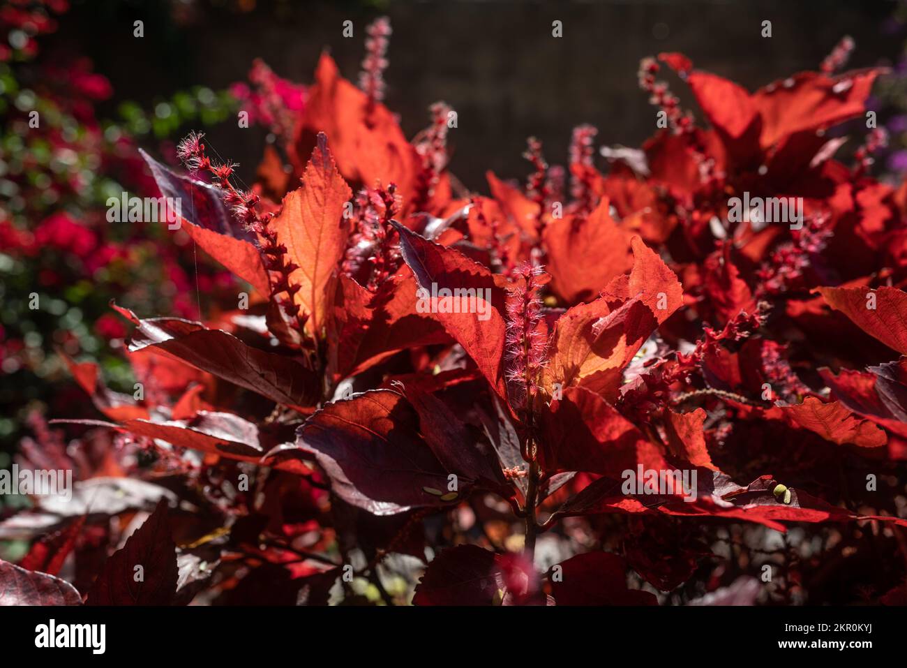 Kupferblatt, dicht an der Sonne. Rot hinterlässt Hintergrund. Beefsteak-Pflanze Stockfoto