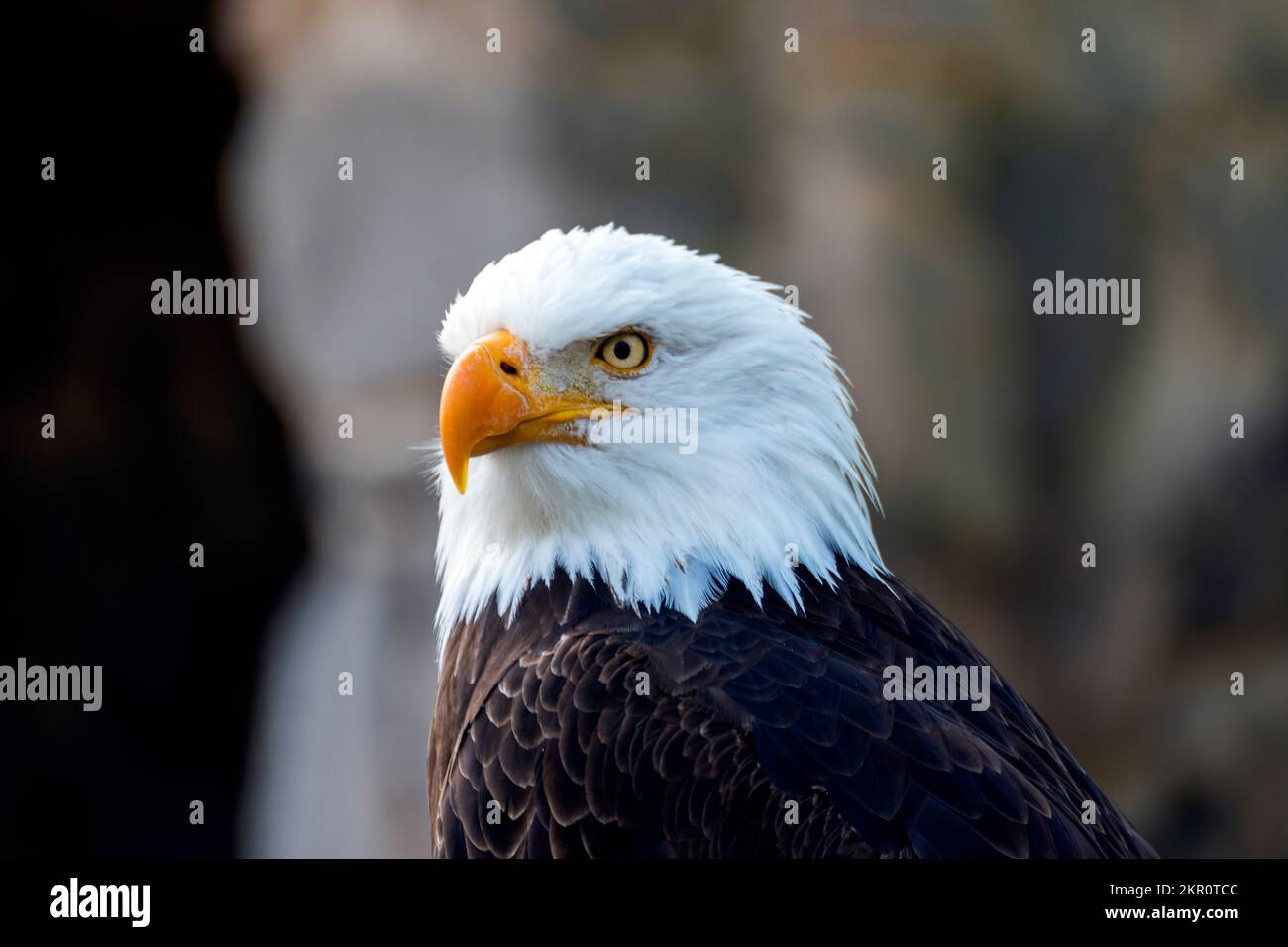 Águila calva, Primer plano con fondo desenfocado Stockfoto
