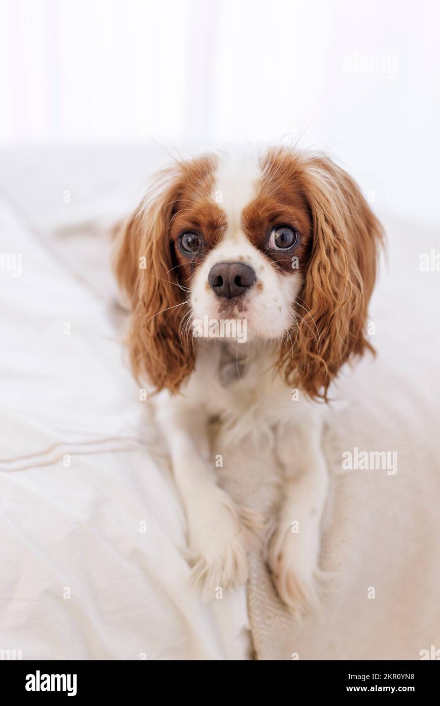 Ein Cavalier King Charles Spaniel Hündchen entspannt sich in einem Schlafzimmer. Stockfoto