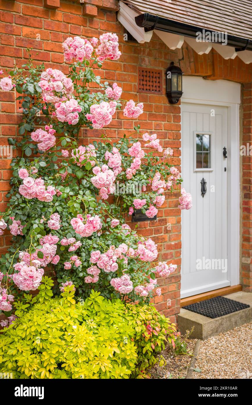 Außenansicht des Hauses mit rosa Kletterrose, die an der Ziegelwand neben der Eingangstür wächst. England, Großbritannien Stockfoto