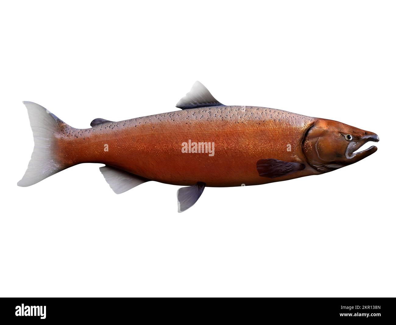 Im Nordpazifik leben die Chinook-Lachsfische in Schulen und paaren sich in Flüssen. Stockfoto