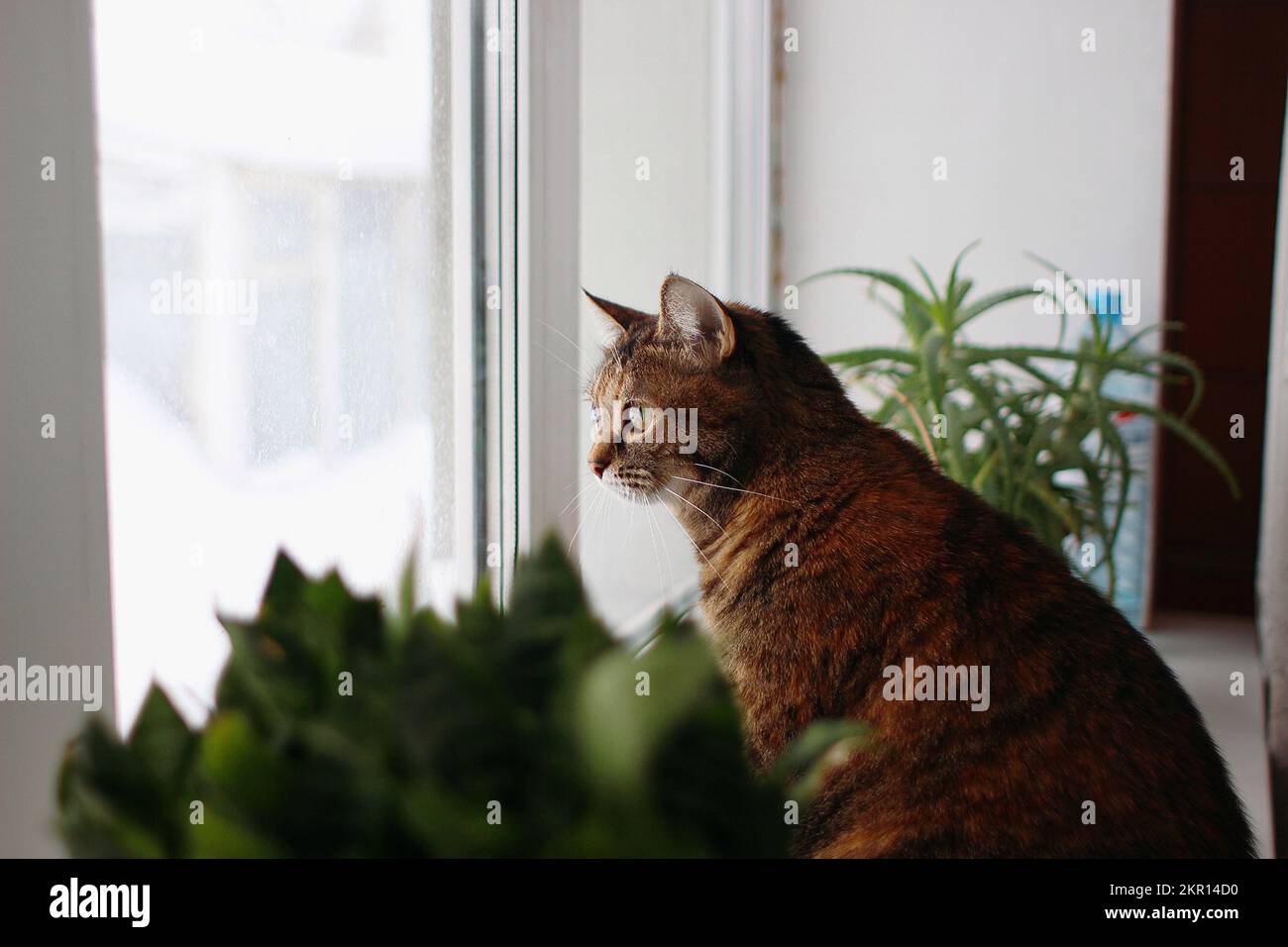 Die braune Katze sitzt am Fenster Stockfoto
