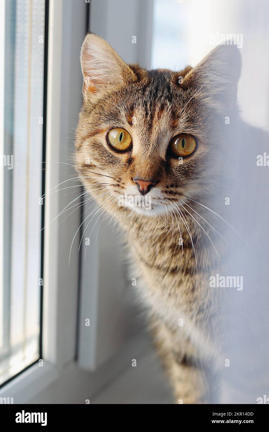 Porträt einer braunen Katze, die am Fenster sitzt Stockfoto