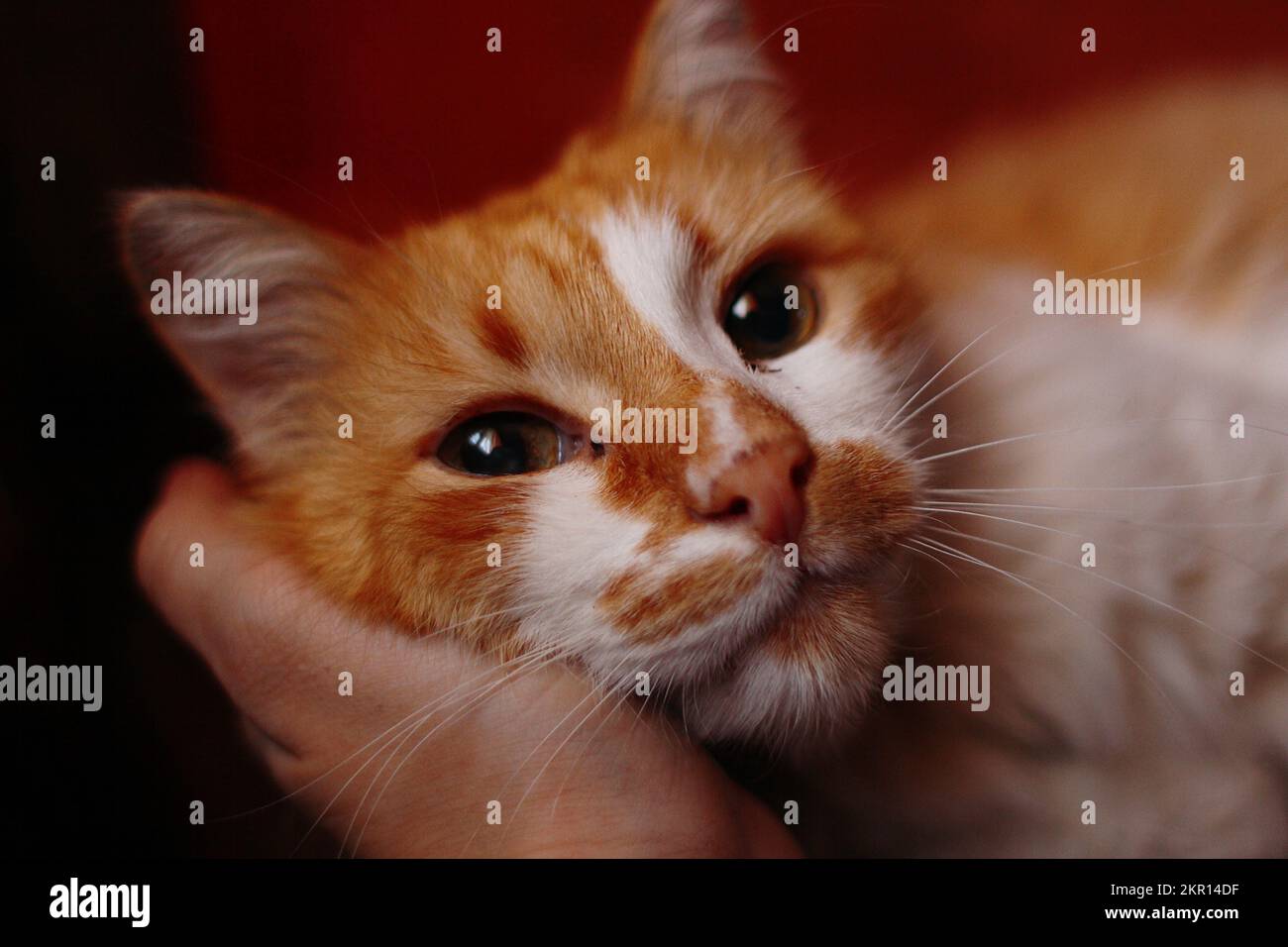 Porträt einer Ingwerkatze, die auf einer Hand liegt Stockfoto