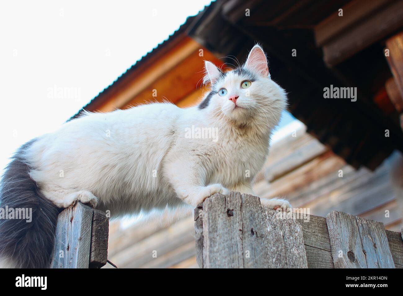 Katze mit unterschiedlichen Augen am Zaun Stockfoto