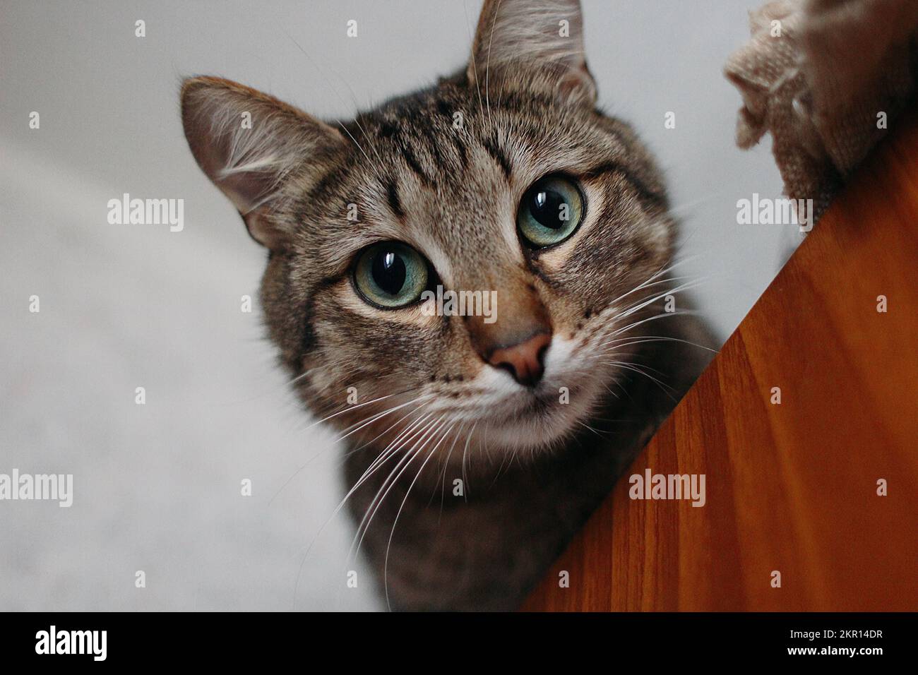 Porträt einer Katze, die nach unten schaut Stockfoto