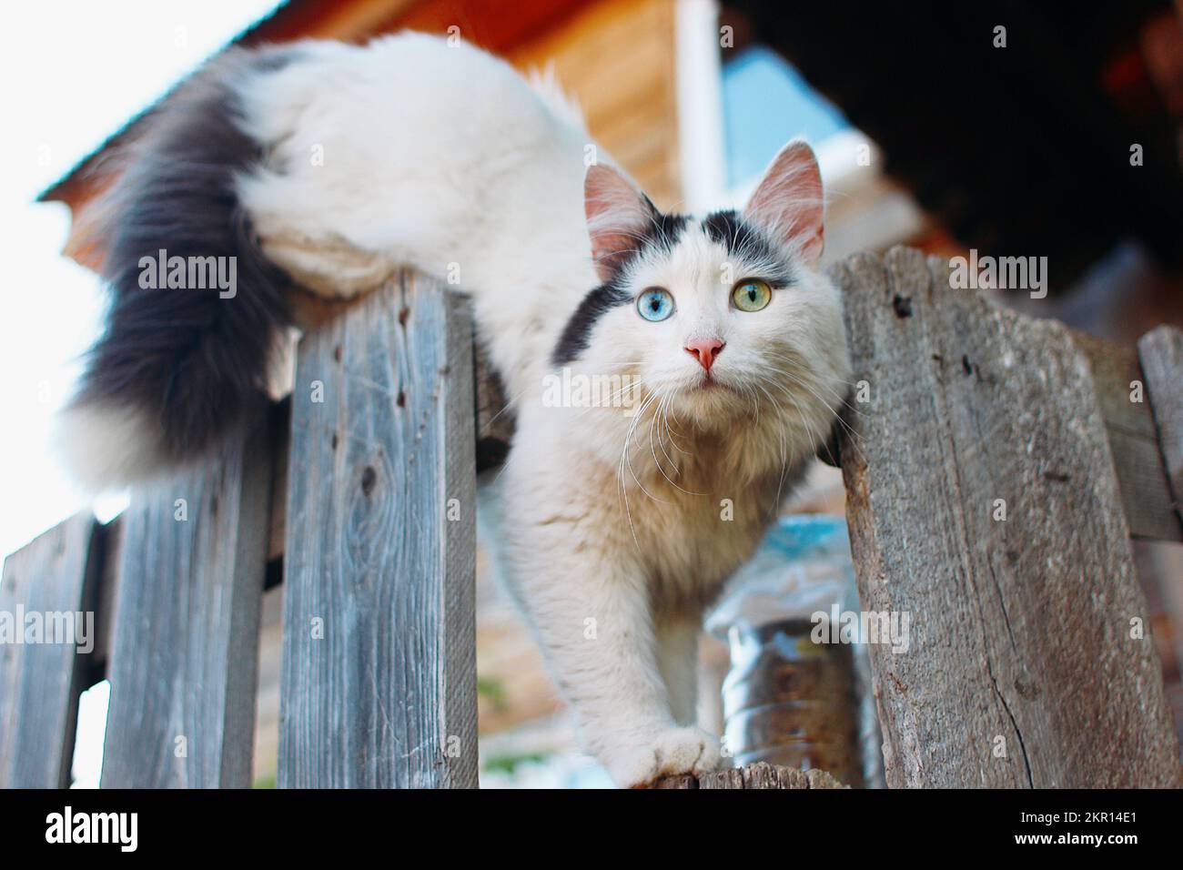 Katze mit unterschiedlichen Augen am Zaun Stockfoto