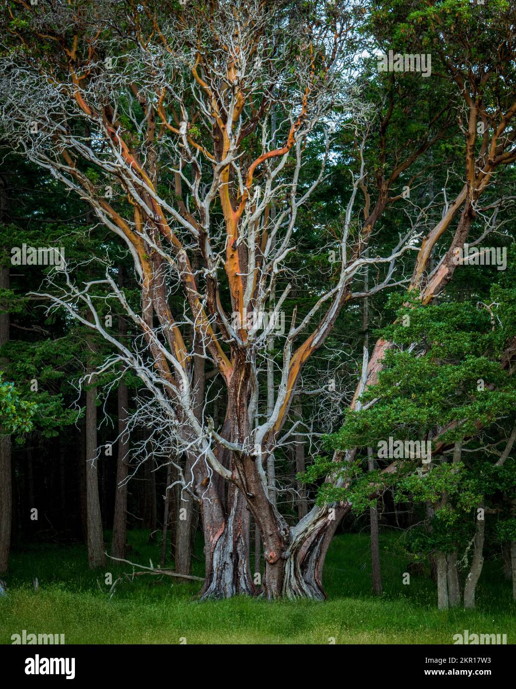Wunderschöner Baum im Helliwell Provincial Park, Hornby Island, British Columbia, Kanada Stockfoto