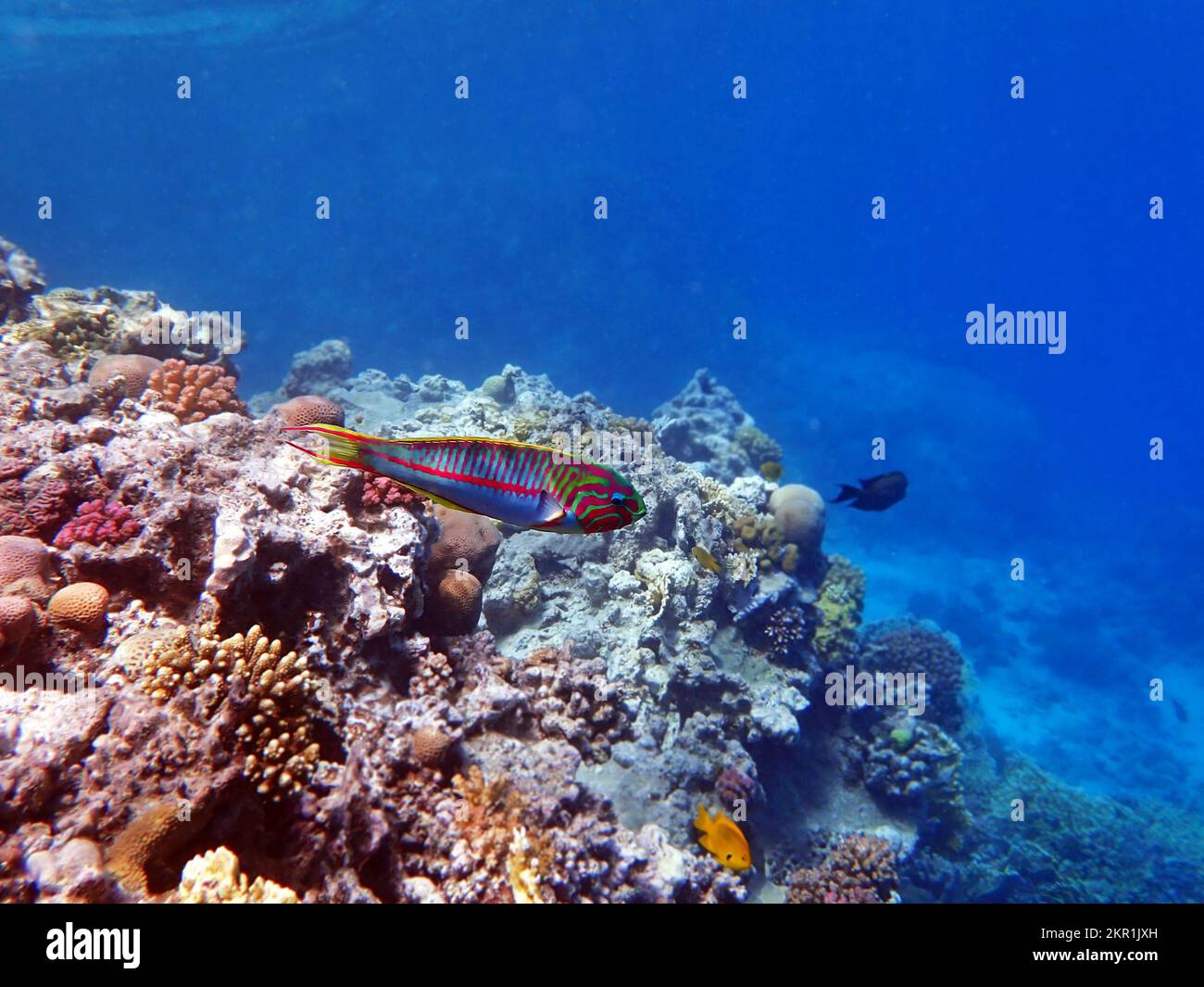 Die fivestripe Rasse (Thalassoma quinquevittatum), Unterwasserszene in das Rote Meer, Ägypten Stockfoto