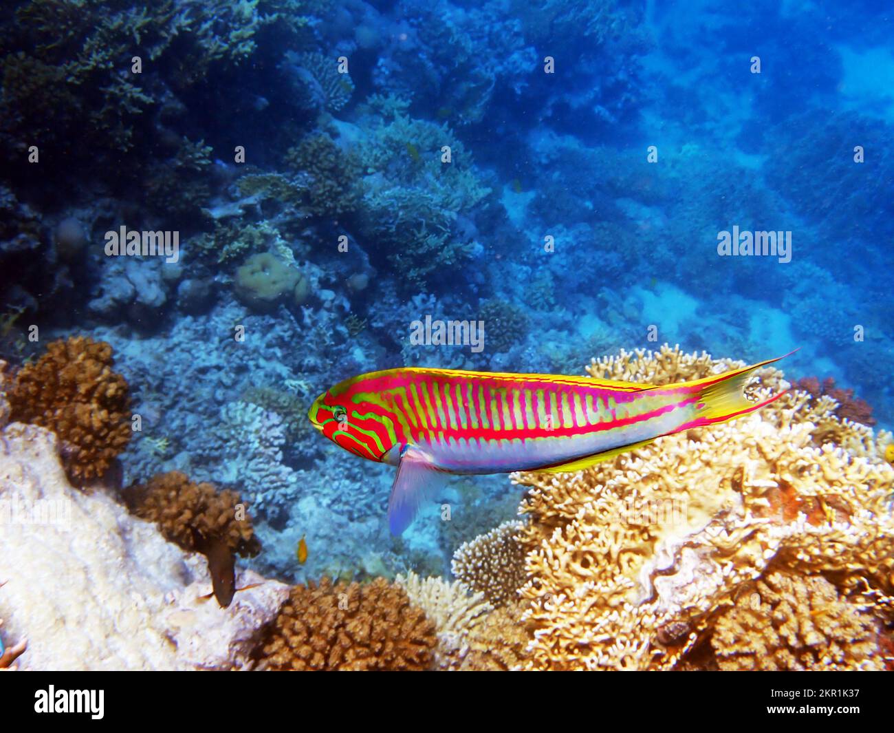 Die fivestripe Rasse (Thalassoma quinquevittatum), Unterwasserszene in das Rote Meer, Ägypten Stockfoto