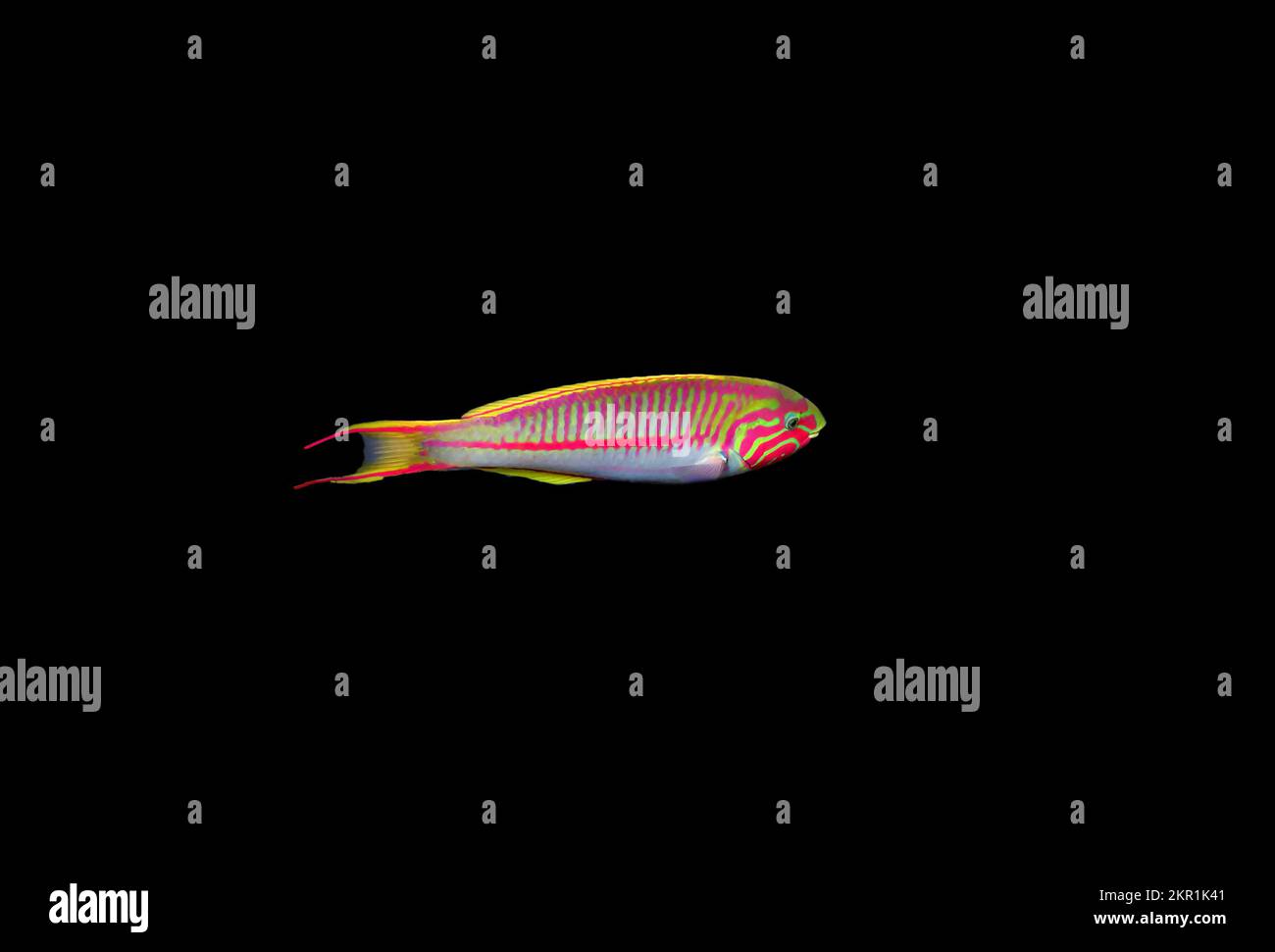 Die fivestripe Rasse (Thalassoma quinquevittatum), Unterwasserszene in das Rote Meer, Ägypten Stockfoto