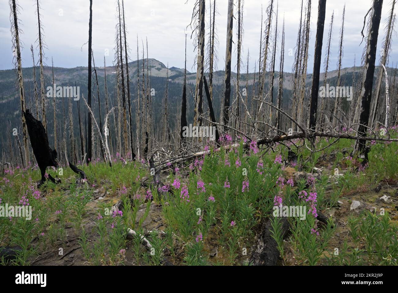 Feuerweed wächst nach Davis Fire in den Purcell Mountains. Kootenai NF, Northwest Peak Scenic Area, Nordwest-Montana. (Foto: Randy Beacham) Stockfoto