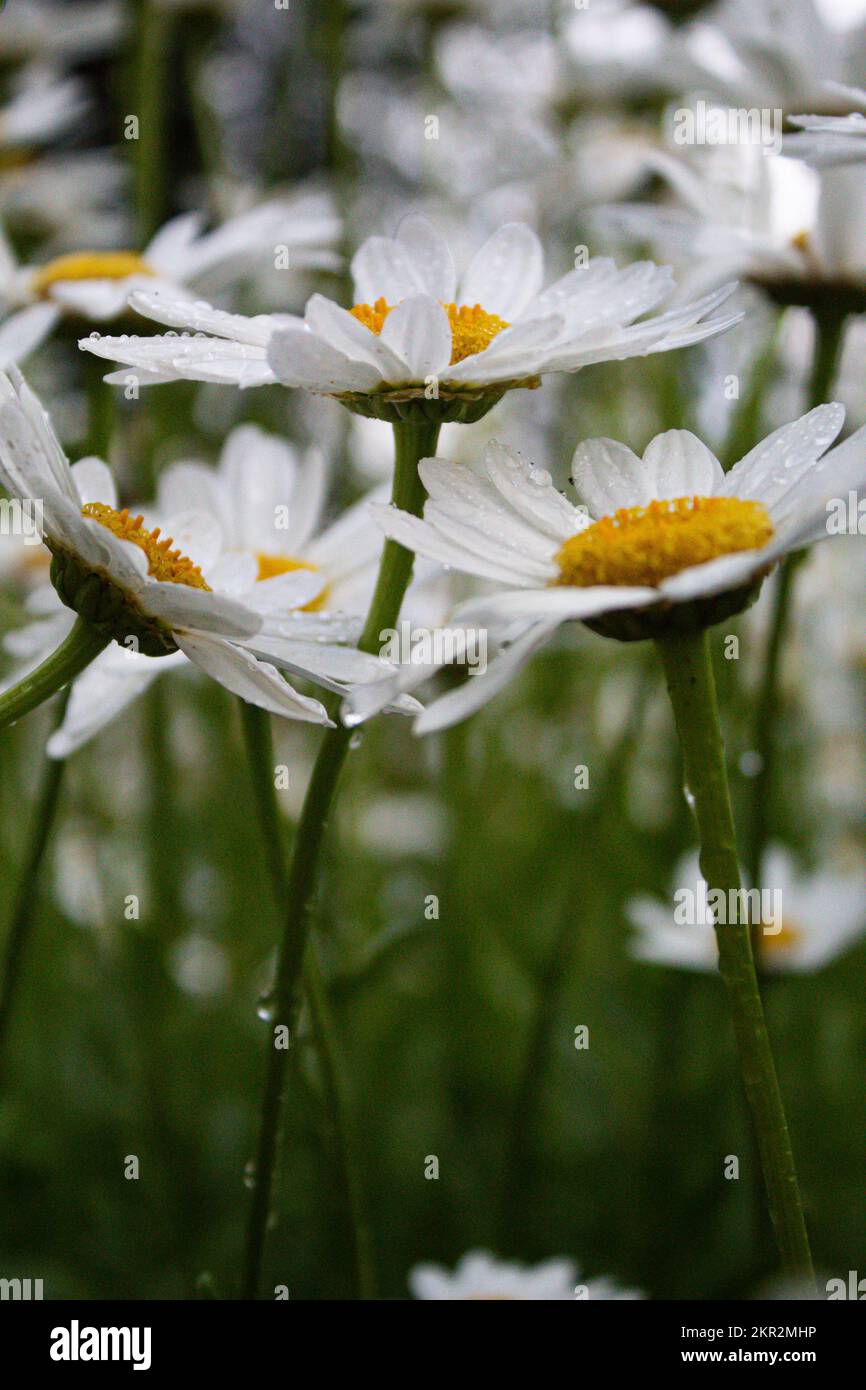 Drei weiße Blumen, die sich nach Regen in einem Garten zueinander lehnen Stockfoto