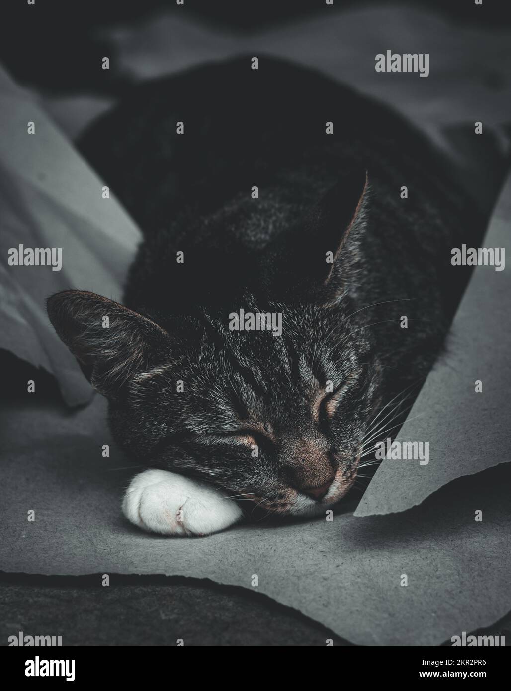 Eine schlafende Katze fand eine gemütliche Stelle und schlief ein Stockfoto
