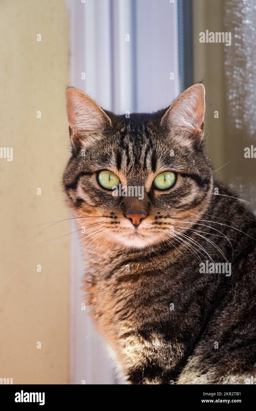 Tabby-Katze, die direkt in die Kamera schaut, mit einem ernsthaften Blick Stockfoto