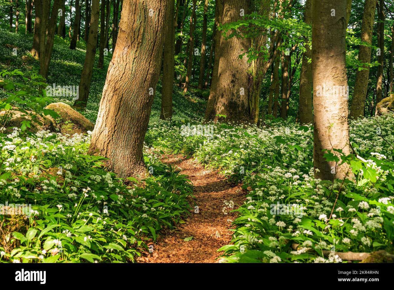 Malerischer Waldweg gesäumt von blühenden Ramsons (wilder Knoblauch) in einem ruhigen Wald im Frühling, Ith-Hils-Weg, Ith, Weserbergland, Deutschland Stockfoto