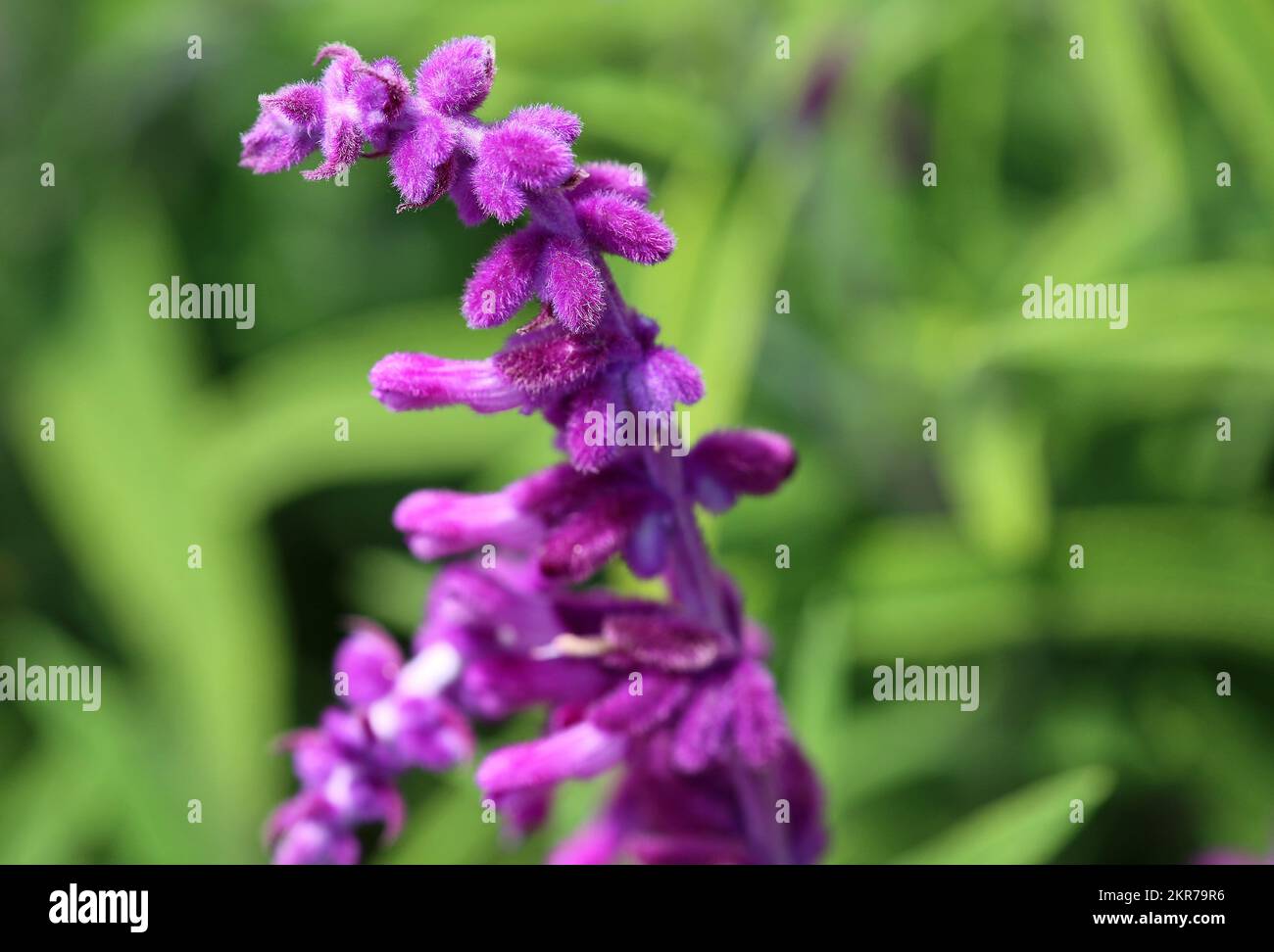 Lila Salvia Nahaufnahme Stockfoto