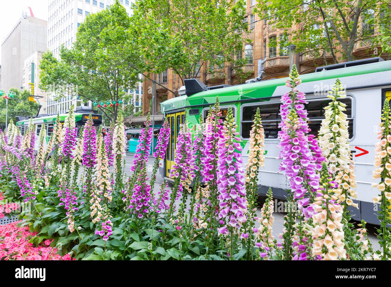 Foxgloves Digitalis und andere mehrjährige Blüten in Melbourne Vic vor dem Rathaus von Melbourne mit vorbeifahrender Straßenbahn, Melbourne, Australien Frühling 2022 Stockfoto