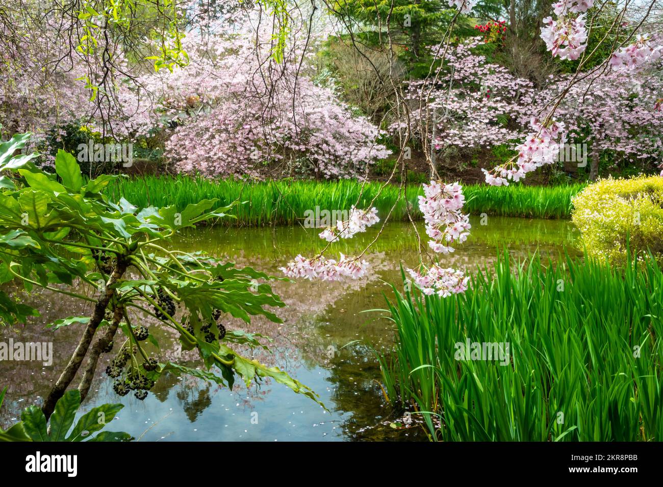 Blühende Kirschbäume, Aston Norwood Gardens, Wellington, North Island, Neuseeland Stockfoto