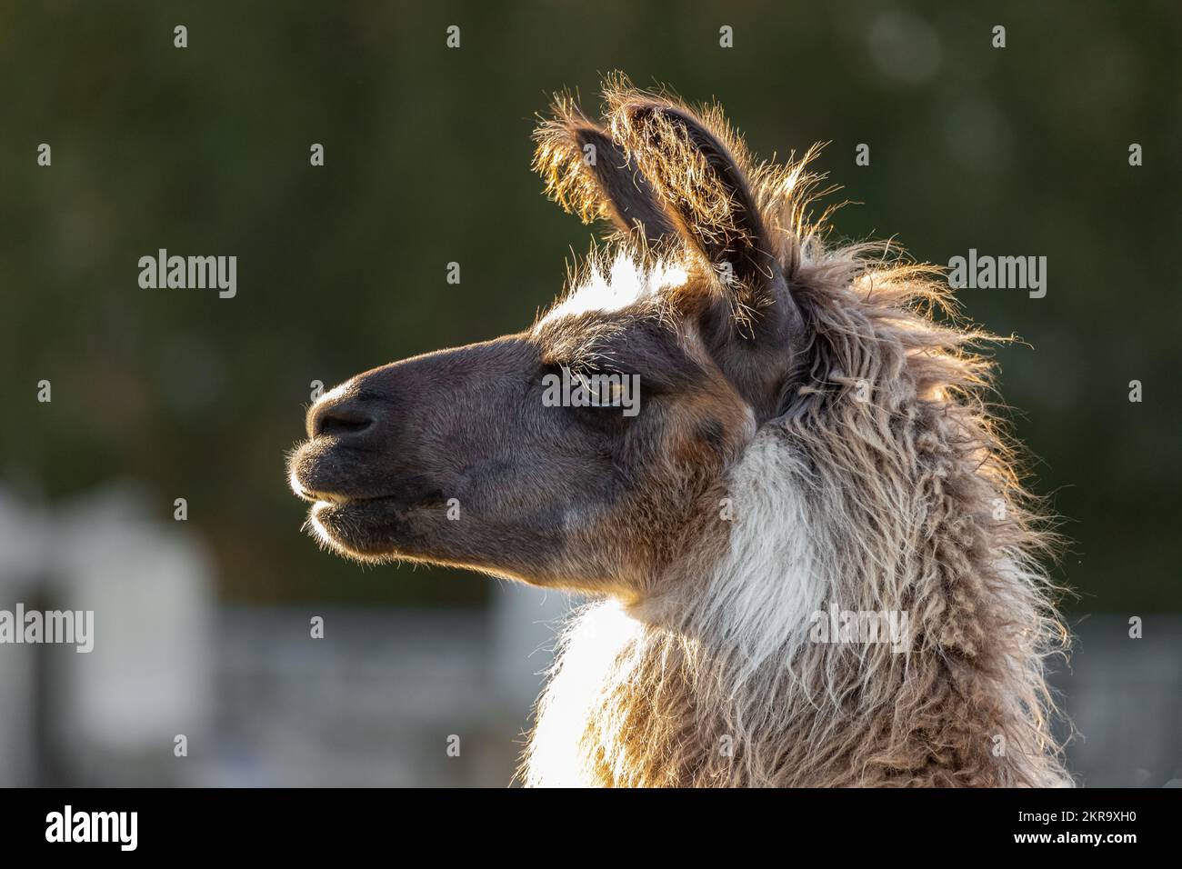 Lustige, braune lama Nahaufnahme des Feldes mit anderen Lamas, die grasen. Lama-Alpaka. Weichzeichner, selektiver Fokus Stockfoto