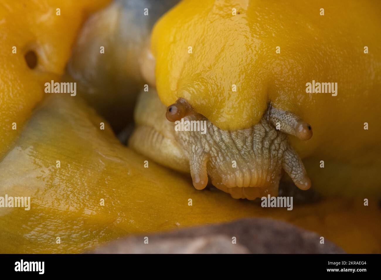 Slug face Fotos und Bildmaterial in hoher Auflösung Alamy