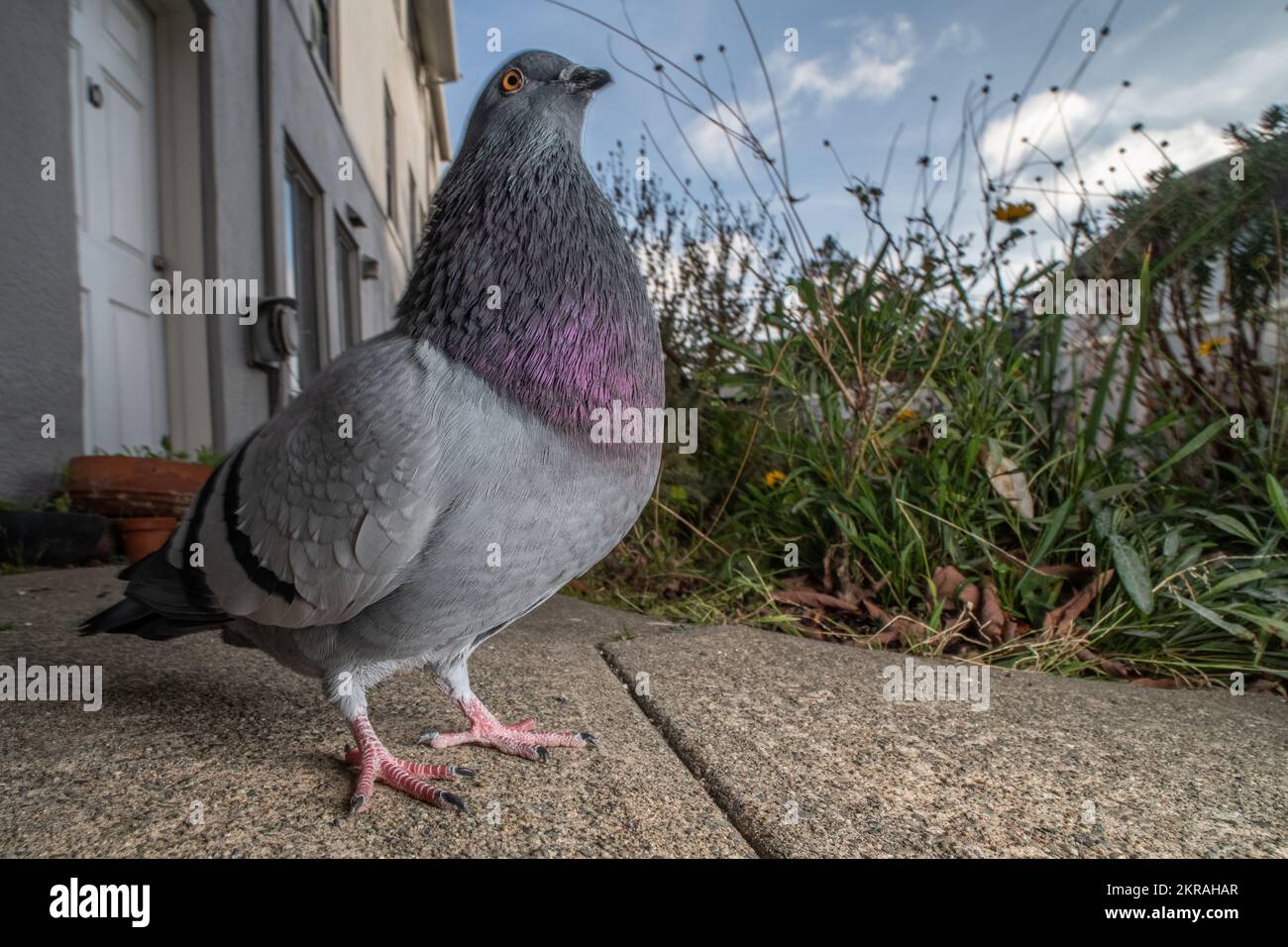 Eine gewöhnliche Taube (Columba livia) in einem Vorstadtviertel in der San Francisco Bay Area, Kalifornien, USA. Stockfoto